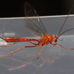 Netelia sp. (genus) at Evatt, ACT - 5 Oct 2019 03:32 PM