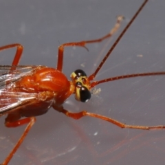 Netelia sp. (genus) at Evatt, ACT - 5 Oct 2019 03:32 PM