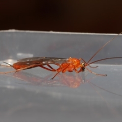 Netelia sp. (genus) at Evatt, ACT - 5 Oct 2019 03:32 PM