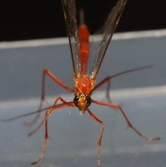 Netelia sp. (genus) at Evatt, ACT - 5 Oct 2019 03:32 PM