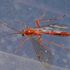 Netelia sp. (genus) at Evatt, ACT - 5 Oct 2019