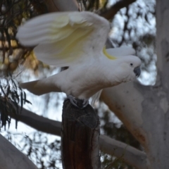 Cacatua galerita (Sulphur-crested Cockatoo) at Wamboin, NSW - 21 Jul 2019 by natureguy