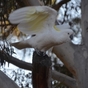 Cacatua galerita at Wamboin, NSW - 21 Jul 2019 12:10 PM