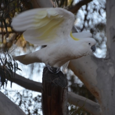 Cacatua galerita (Sulphur-crested Cockatoo) at Wamboin, NSW - 21 Jul 2019 by natureguy