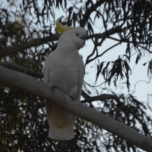 Cacatua galerita at Wamboin, NSW - 21 Jul 2019 12:10 PM