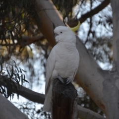 Cacatua galerita at Wamboin, NSW - 21 Jul 2019 12:10 PM