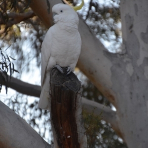 Cacatua galerita at Wamboin, NSW - 21 Jul 2019 12:10 PM