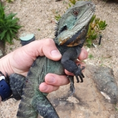 Intellagama lesueurii howittii (Gippsland Water Dragon) at Acton, ACT - 4 Oct 2019 by AaronClausen