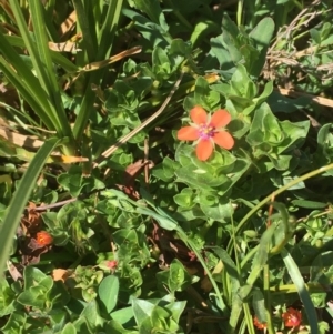 Lysimachia arvensis at Majura, ACT - 4 Oct 2019