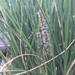 Carex appressa (Tall Sedge) at Majura, ACT - 5 Oct 2019 by JaneR
