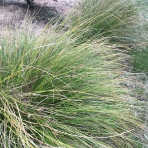 Carex appressa at Majura, ACT - 5 Oct 2019