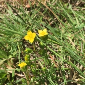 Cicendia quadrangularis at Majura, ACT - 5 Oct 2019