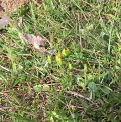 Cicendia quadrangularis at Majura, ACT - 5 Oct 2019