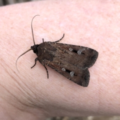 Agrotis infusa (Bogong Moth, Common Cutworm) at Wandiyali-Environa Conservation Area - 5 Oct 2019 by Wandiyali