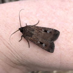 Agrotis infusa (Bogong Moth, Common Cutworm) at Googong, NSW - 5 Oct 2019 by Wandiyali