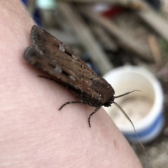 Agrotis infusa at Googong, NSW - 5 Oct 2019