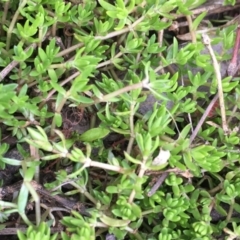 Crassula helmsii (Swamp Stonecrop) at Majura, ACT - 4 Oct 2019 by JaneR