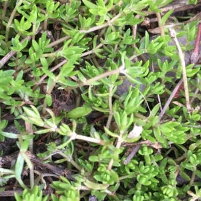 Crassula helmsii (Swamp Stonecrop) at Mount Ainslie - 4 Oct 2019 by JaneR