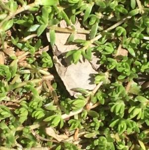 Crassula helmsii at Majura, ACT - 4 Oct 2019 11:49 AM