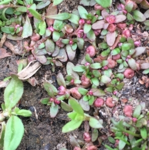 Elatine gratioloides at Majura, ACT - 4 Oct 2019