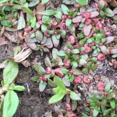 Elatine gratioloides (Waterwort) at Majura, ACT - 4 Oct 2019 by JaneR