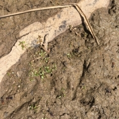 Elatine gratioloides at Majura, ACT - 4 Oct 2019 12:08 PM