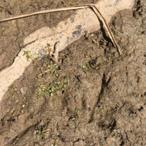 Elatine gratioloides at Majura, ACT - 4 Oct 2019