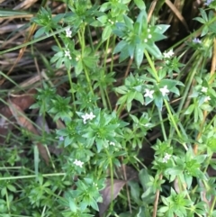 Sherardia arvensis at Majura, ACT - 5 Oct 2019