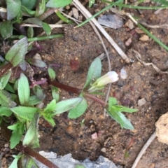 Gratiola pumilo (A Brooklime) at Hackett, ACT - 5 Oct 2019 by JaneR