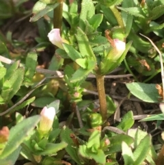 Gratiola pumilo at Hackett, ACT - 5 Oct 2019 04:31 PM