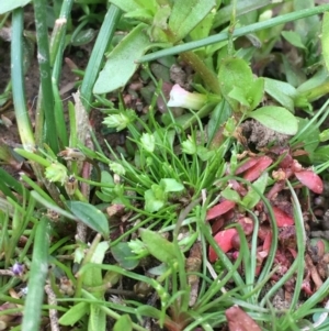 Isolepis cernua at Majura, ACT - 5 Oct 2019