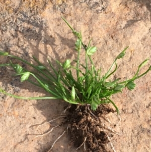 Isolepis cernua at Majura, ACT - 5 Oct 2019