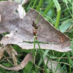 Schoenus apogon at Majura, ACT - 5 Oct 2019