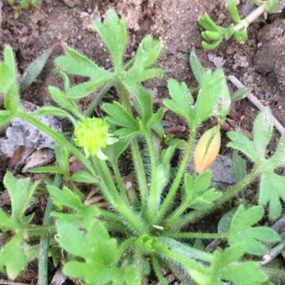 Ranunculus sessiliflorus var. sessiliflorus (Small-flowered Buttercup) at Majura, ACT - 5 Oct 2019 by JaneR