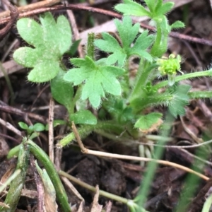 Ranunculus sessiliflorus var. sessiliflorus at Majura, ACT - 5 Oct 2019