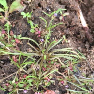 Limosella australis (Austral Mudwort) at Hackett, ACT - 5 Oct 2019 by JaneR