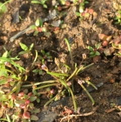 Limosella australis at Hackett, ACT - 5 Oct 2019