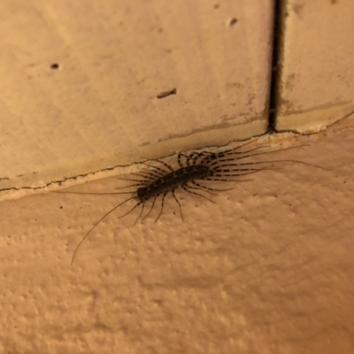 Scutigeridae (family) (A scutigerid centipede) at Bega, NSW - 30 May 2019 by Jackie Lambert