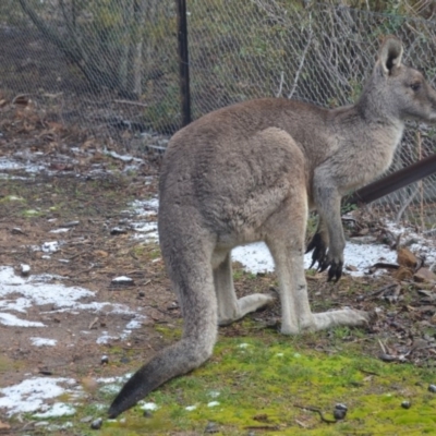 Macropus giganteus (Eastern Grey Kangaroo) at Wamboin, NSW - 9 Aug 2019 by natureguy