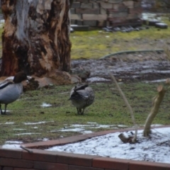 Chenonetta jubata (Australian Wood Duck) at Wamboin, NSW - 9 Aug 2019 by natureguy