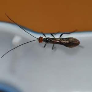 Braconidae (family) at Wamboin, NSW - 25 Aug 2019