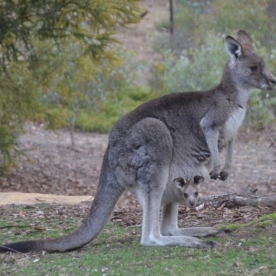 Macropus giganteus (Eastern Grey Kangaroo) at Wamboin, NSW - 29 Aug 2019 by natureguy