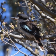 Dacelo novaeguineae (Laughing Kookaburra) at Wamboin, NSW - 2 Sep 2019 by natureguy