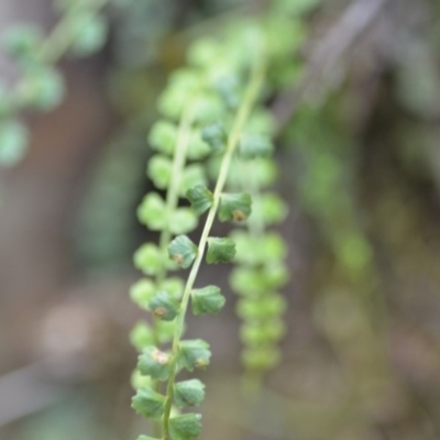 Asplenium flabellifolium (Necklace Fern) at Kowen, ACT - 3 Sep 2019 by natureguy