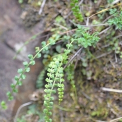 Asplenium flabellifolium at Kowen, ACT - 3 Sep 2019 08:44 PM