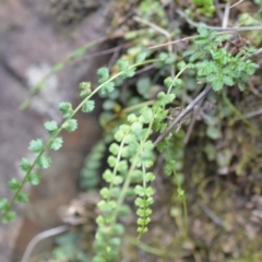 Asplenium flabellifolium at Kowen, ACT - 3 Sep 2019 08:44 PM