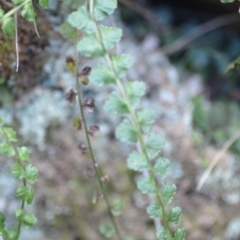 Asplenium flabellifolium at Kowen, ACT - 3 Sep 2019 08:44 PM