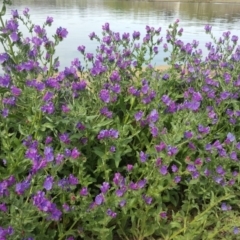 Echium plantagineum (Paterson's Curse) at Parkes, ACT - 5 Oct 2019 by Mike