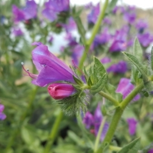 Echium plantagineum at Parkes, ACT - 6 Oct 2019