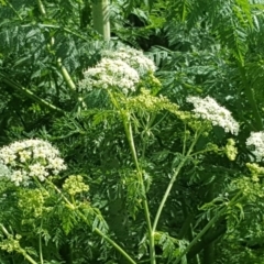 Conium maculatum (Hemlock) at Lake Burley Griffin Central/East - 6 Oct 2019 by Mike